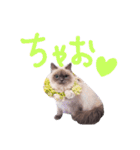 長毛犬猫の毎日あいさつスタンプ（個別スタンプ：6）
