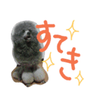 長毛犬猫の毎日あいさつスタンプ（個別スタンプ：9）