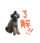 長毛犬猫の毎日あいさつスタンプ（個別スタンプ：11）