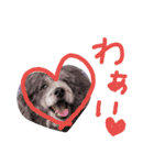 長毛犬猫の毎日あいさつスタンプ（個別スタンプ：12）
