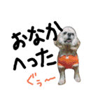 長毛犬猫の毎日あいさつスタンプ（個別スタンプ：13）