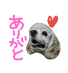 長毛犬猫の毎日あいさつスタンプ（個別スタンプ：15）