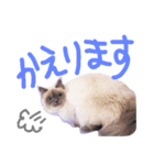 長毛犬猫の毎日あいさつスタンプ（個別スタンプ：18）