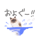 長毛犬猫の毎日あいさつスタンプ（個別スタンプ：20）