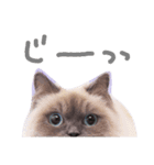 長毛犬猫の毎日あいさつスタンプ（個別スタンプ：21）