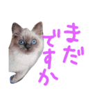 長毛犬猫の毎日あいさつスタンプ（個別スタンプ：22）