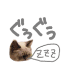 長毛犬猫の毎日あいさつスタンプ（個別スタンプ：23）