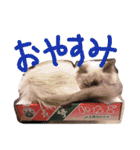 長毛犬猫の毎日あいさつスタンプ（個別スタンプ：24）