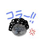 長毛犬猫の毎日あいさつスタンプ（個別スタンプ：26）