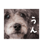 長毛犬猫の毎日あいさつスタンプ（個別スタンプ：32）