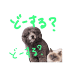長毛犬猫の毎日あいさつスタンプ（個別スタンプ：37）