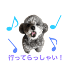 トイプードルのモコちゃん（個別スタンプ：3）
