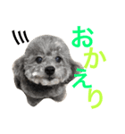 トイプードルのモコちゃん（個別スタンプ：4）