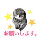 トイプードルのモコちゃん（個別スタンプ：6）