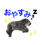 トイプードルのモコちゃん（個別スタンプ：8）