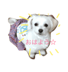 マルチーズな日常（個別スタンプ：1）