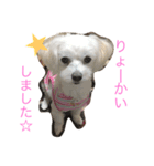マルチーズな日常（個別スタンプ：3）