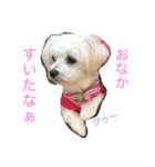マルチーズな日常（個別スタンプ：6）