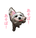 マルチーズな日常（個別スタンプ：7）