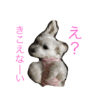 マルチーズな日常（個別スタンプ：8）