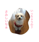 マルチーズな日常（個別スタンプ：11）