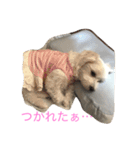 マルチーズな日常（個別スタンプ：13）