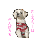 マルチーズな日常（個別スタンプ：14）
