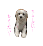 マルチーズな日常（個別スタンプ：15）
