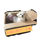 マルチーズな日常（個別スタンプ：16）