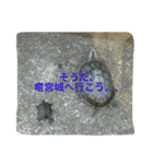 かめきちさんのつぶやき（個別スタンプ：4）