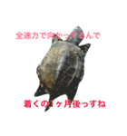 かめきちさんのつぶやき（個別スタンプ：5）
