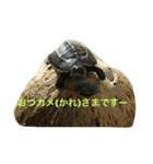 かめきちさんのつぶやき（個別スタンプ：8）