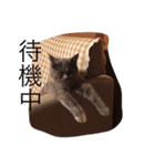 まる子16.2（個別スタンプ：1）