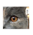 まる子16.2（個別スタンプ：8）
