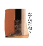 まる子16.2（個別スタンプ：11）