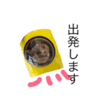 まる子16.2（個別スタンプ：12）