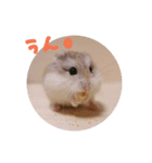 毛玉スタンプ（個別スタンプ：14）