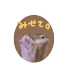 毛玉スタンプ（個別スタンプ：21）