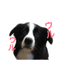 ボーダーぷぺ（個別スタンプ：14）