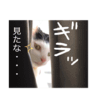 うちのネム氏（個別スタンプ：13）