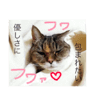 うちのネム氏（個別スタンプ：15）