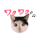 うちのネム氏（個別スタンプ：16）