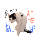 うちのネム氏（個別スタンプ：17）