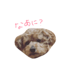 あんずのにちじょう。（個別スタンプ：1）