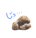 あんずのにちじょう。（個別スタンプ：4）