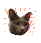 猫ロビンちゃんスタンプ（個別スタンプ：2）