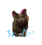 猫ロビンちゃんスタンプ（個別スタンプ：3）