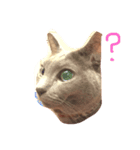 猫ロビンちゃんスタンプ（個別スタンプ：5）