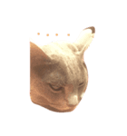 猫ロビンちゃんスタンプ（個別スタンプ：7）