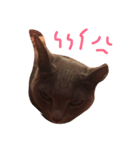 猫ロビンちゃんスタンプ（個別スタンプ：8）